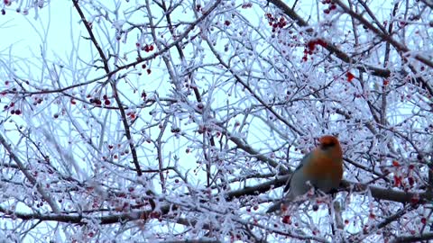 Beautiful bird on the cherry tree and eats cherries