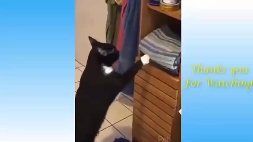 TRY NOT TO LAUGH - Top funny cat videos of the weekly #1 | Pets Garden