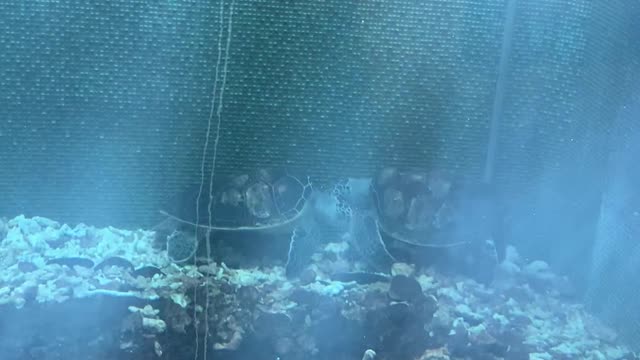 Penghu County Green turtle-will Reintroduction