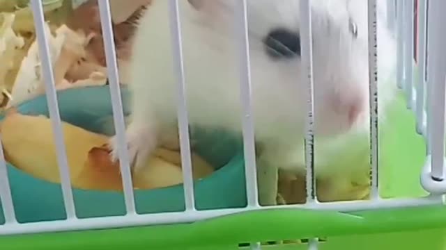 Hamster with apple