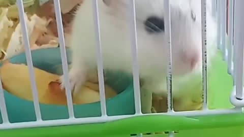 Hamster with apple