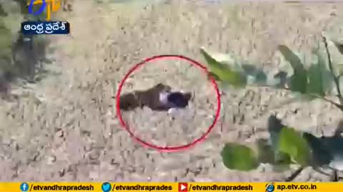 Man Plays Dead to Protect Himself from Tiger