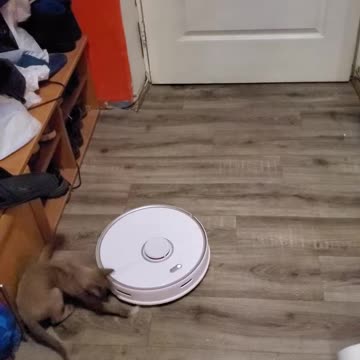 cat and robot vacuum cleaner