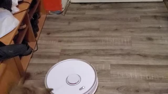 cat and robot vacuum cleaner