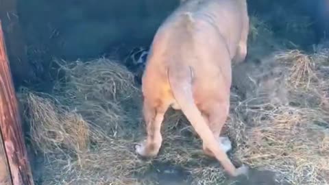 Big Cat Hay Play