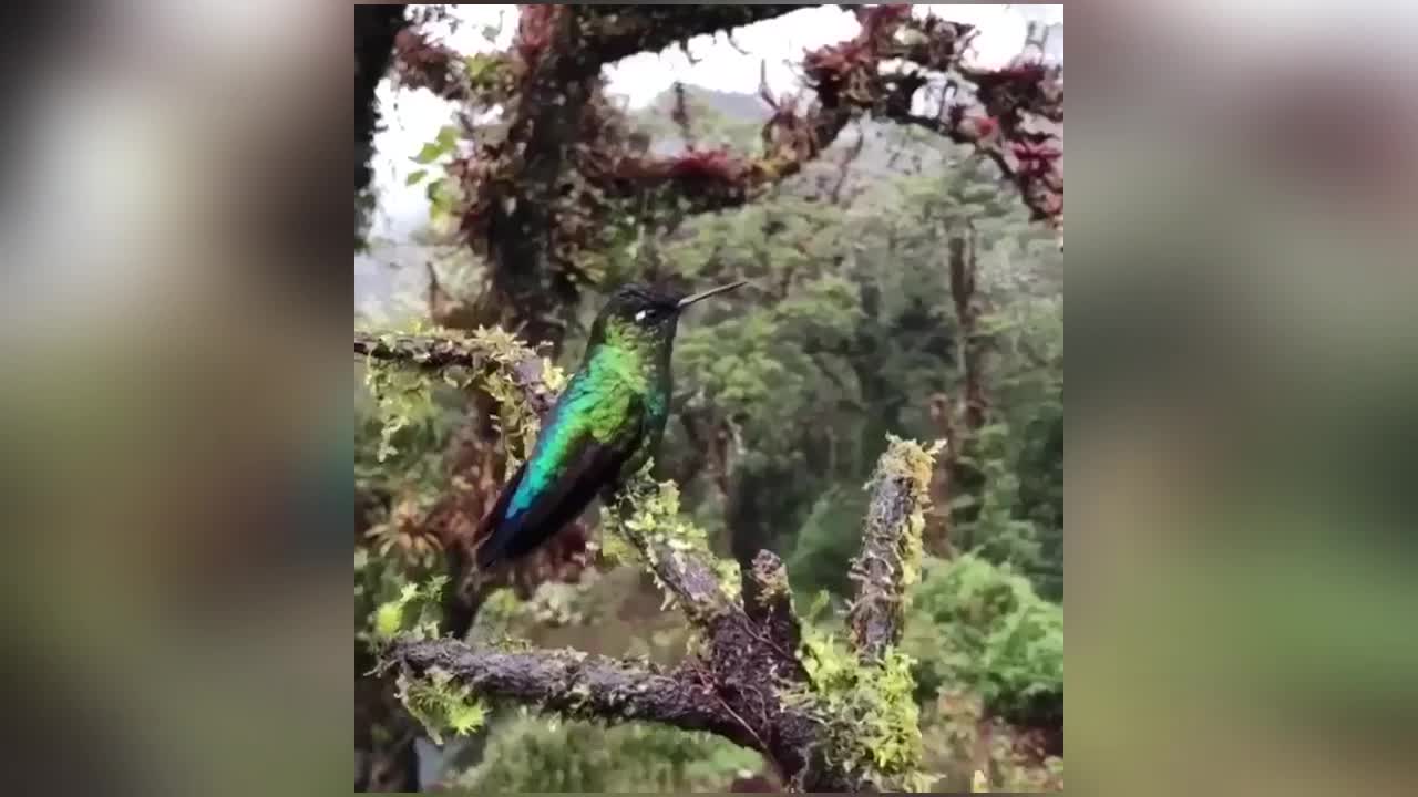 world's beautiful birds