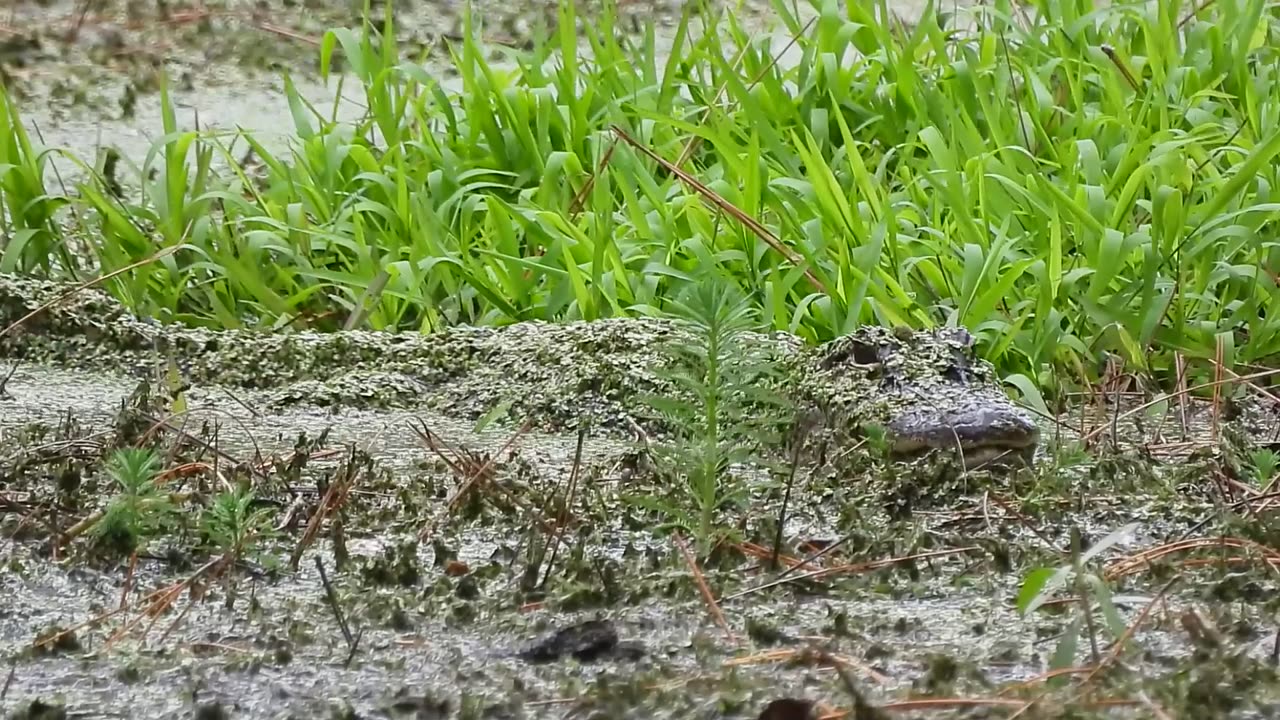 Alligator Camouflages In Murky Water