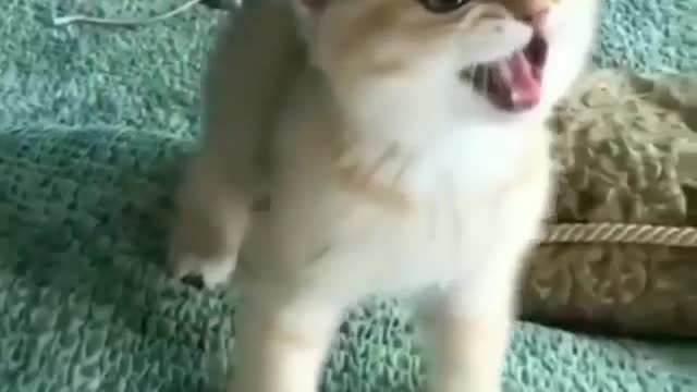 👍 Best Funny Cats 😹 And Dogs 🐶 Of The Month - Try Not To Laugh