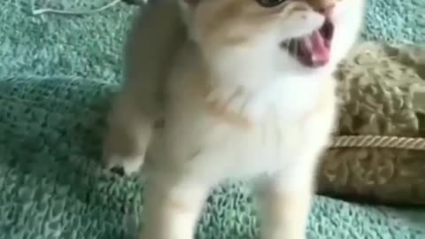 👍 Best Funny Cats 😹 And Dogs 🐶 Of The Month - Try Not To Laugh