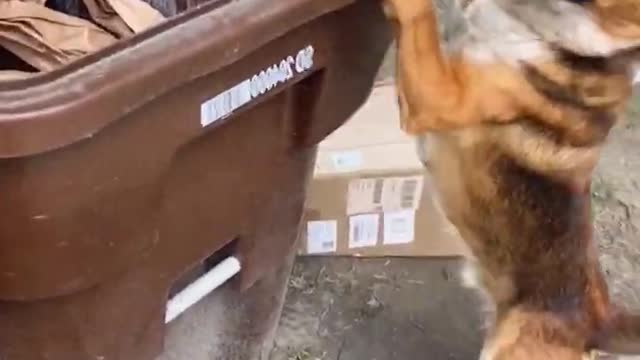 Dog takes out trash