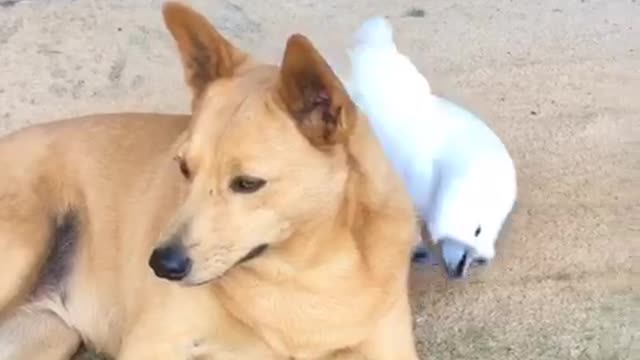 Bella bird and her buddy Foxie