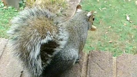 Squirrel saw a predator and she's shaking her bushy tail 🐿️🐾