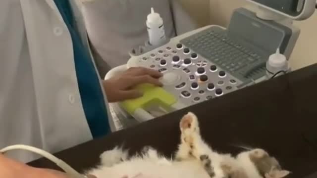 Pregnant cat ✪ doing ultrasound #2