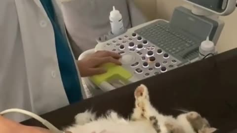 Pregnant cat ✪ doing ultrasound #2