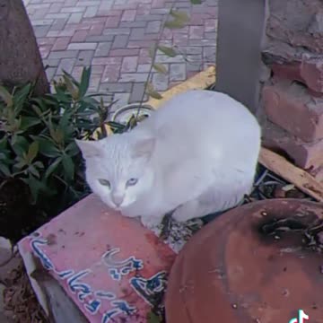 Dogs , 🐕,cat 😸 lovely pet ❤️