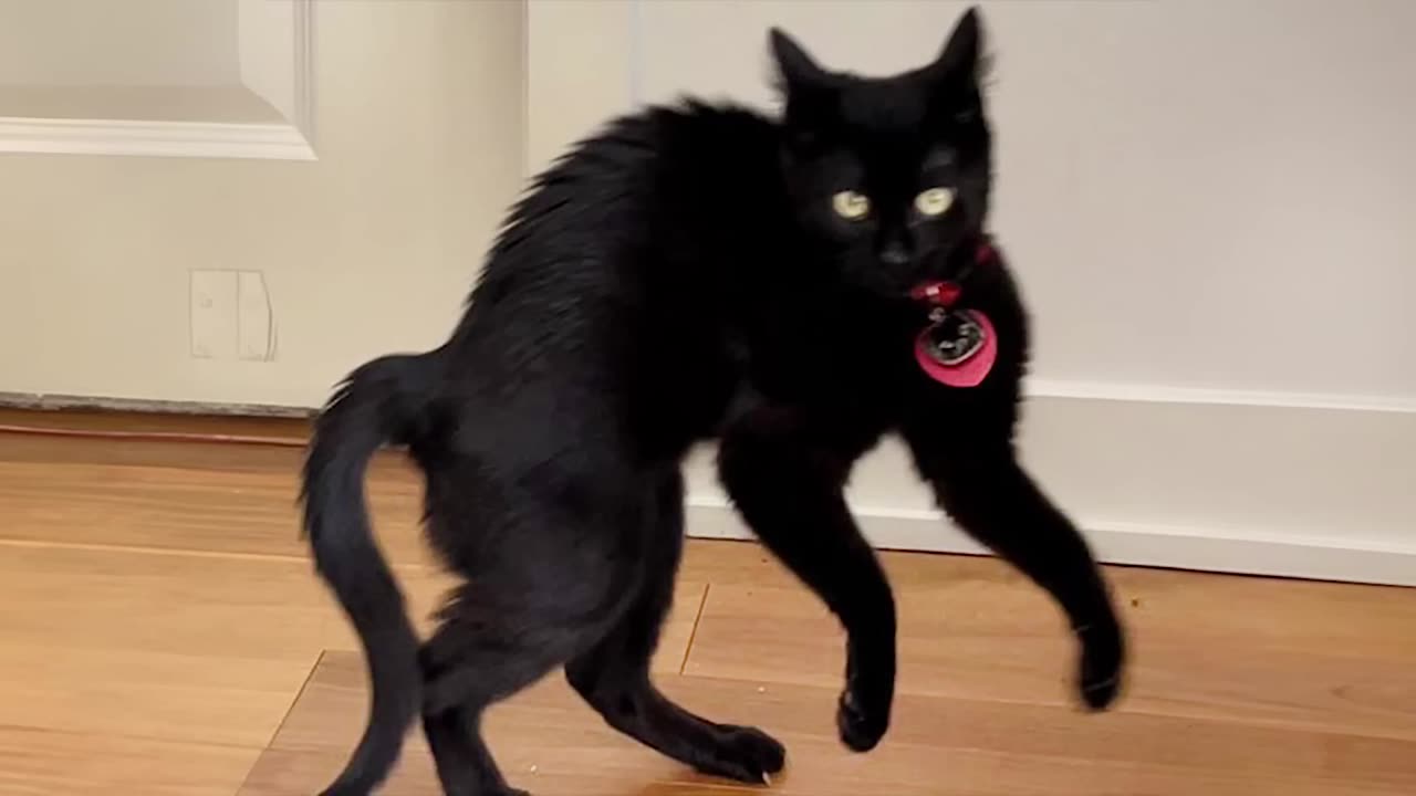 Prepare to ROAR with LAUGHTER! 😹 2024's Funniest Cat Videos You Can't Miss!