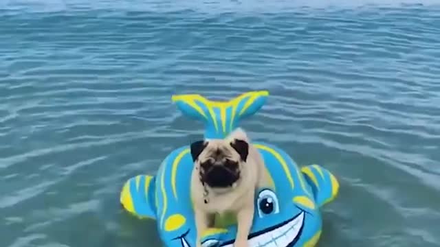 Funny Dogs Love Swimming - Puppy Videos 2022 #dogs