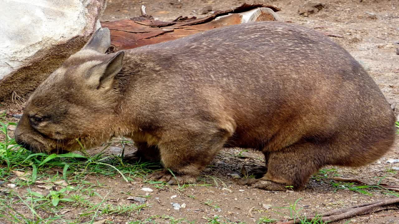 Wombat - Rare animal you have ever seen