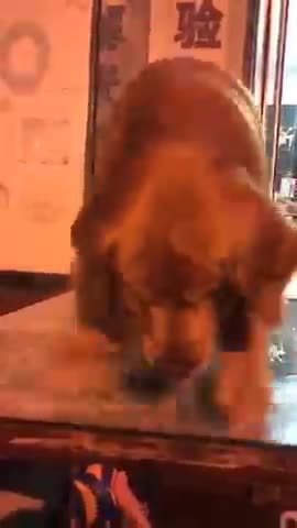 DOG DANCING WITH SOME AMAZING DANCE STEP