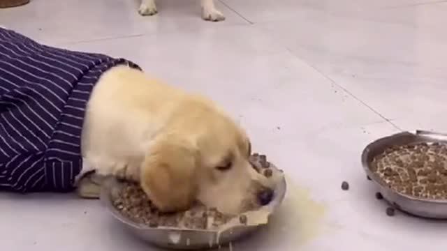 Dogs eating food #funnymoment