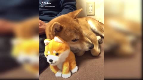 Talking Dogs - Cute and Funny Dog Videos Compilation 2022