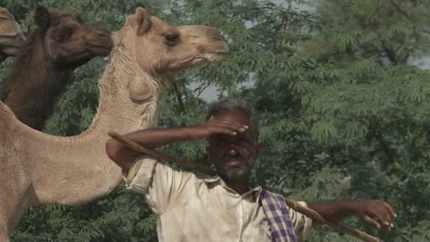 Man With Camels in Rajasthan