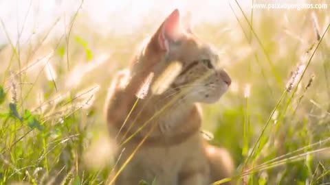 As 5 Maiores Curiosidades Sobre Gatos Domésticos