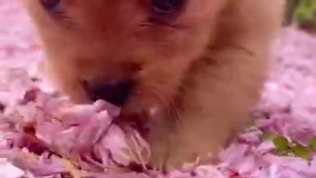 Most Funny - Cutest baby animals Videos Compilation | Cute moment of the animals