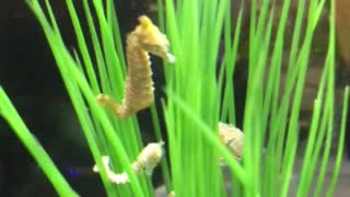 Dwarf Seahorses