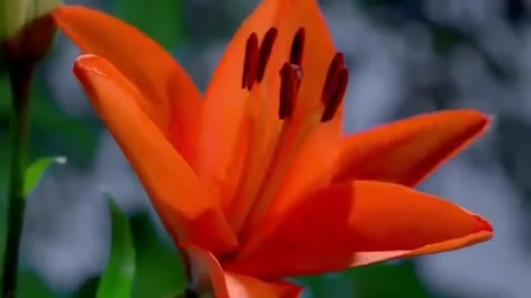 Flowers Opening whatsapp status