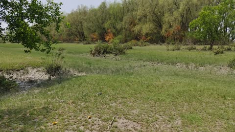 The importance of Green forest in bangladesh.