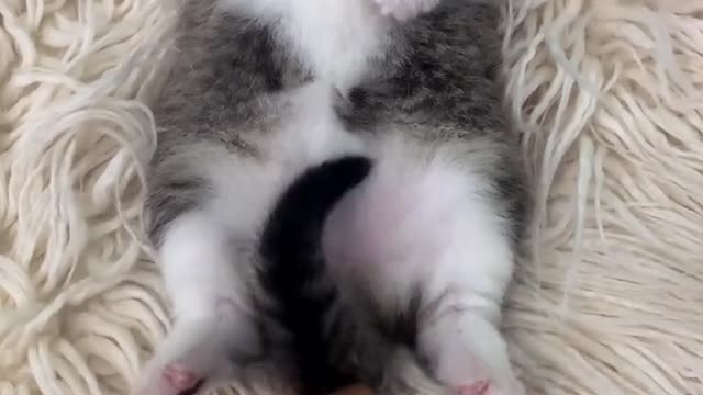Cutest Cats Ever! Cute Funny Playful Beautiful Kitty Cats (Part 17) | #shorts #cats