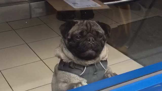 Pug stares at people eating through window