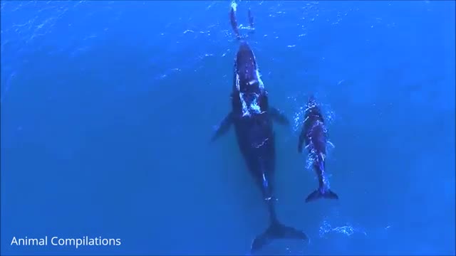 Swimming wild dolphins