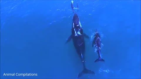 Swimming wild dolphins