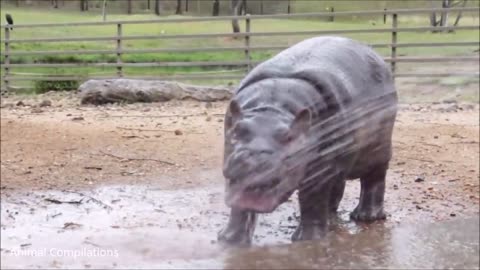 Baby Hippos Swimming - VERY CUTE Compilation
