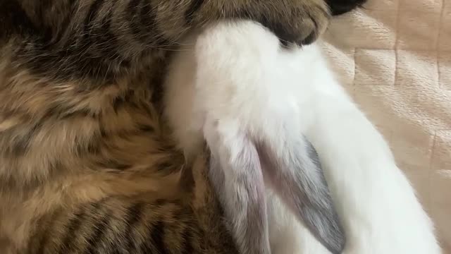 When The Cat Sleep
