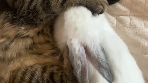 When The Cat Sleep