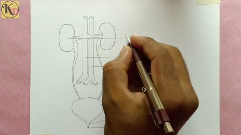 How to draw Human Excretory system easily - step by step