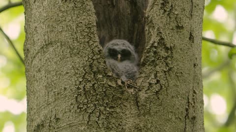 Slow zoom on a young Barred Owl sitting in nest high in tree