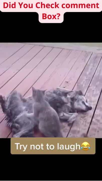 SOO FUNNY - CAT AND DOG _ dog training #49 #shorts