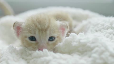 Most Beautiful Kitten in the world and her cute eyes