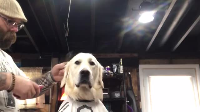 Barber Gives Dog His First Ever Haircut