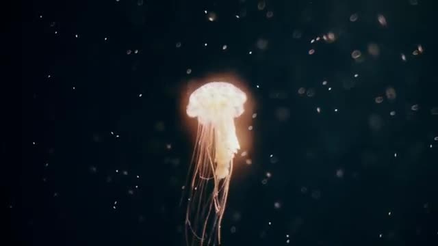 JELLY_FISH_IN_THE_SEA.._HD_royalty_free_video.