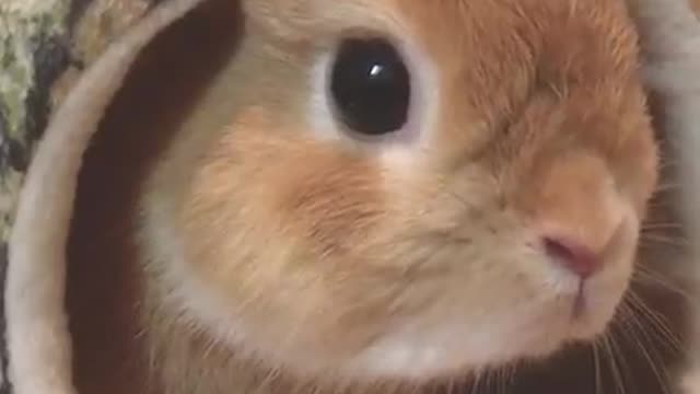 You wanna come play with me inside?