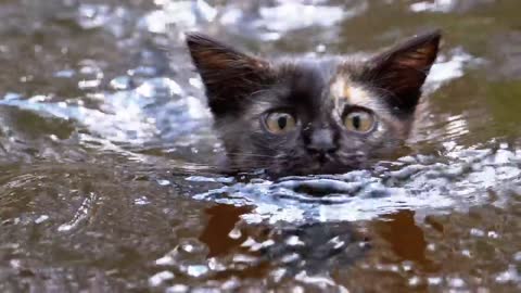 cat-in-a-river medium