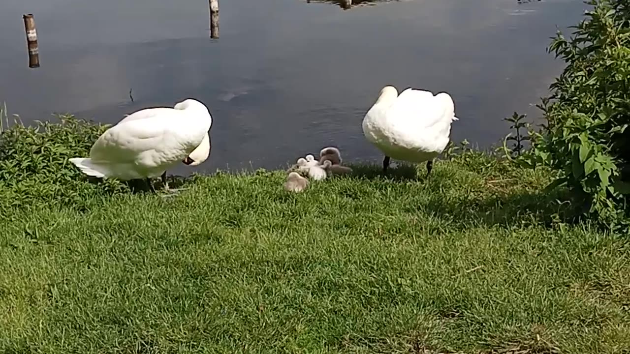 Wild 🦆
