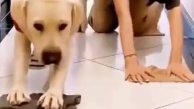 Funniest dog and cat videos in the world | Fanny dog videos ​