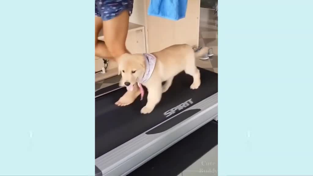 puppy doing fitness !😯😍! funny & cute 💖