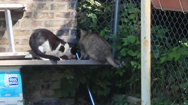 Sylvester the Cat and Coyote Cat Enjoy Lunch Together